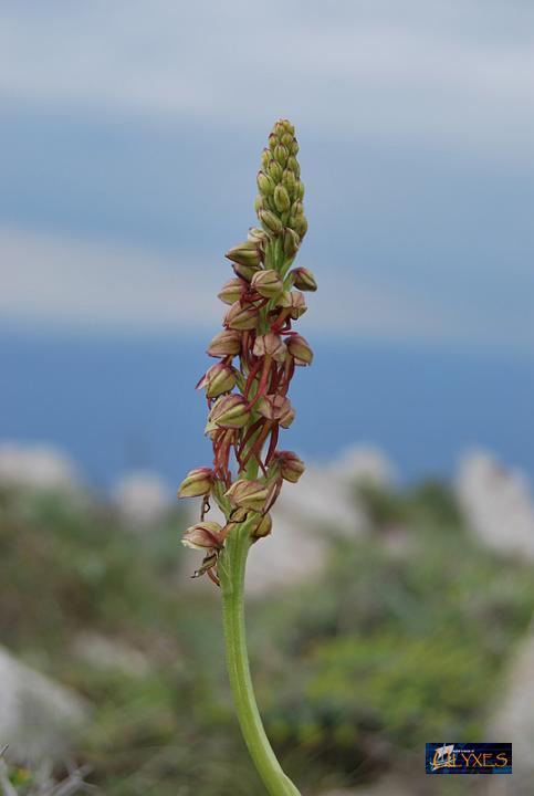 orchis antropophora.JPG